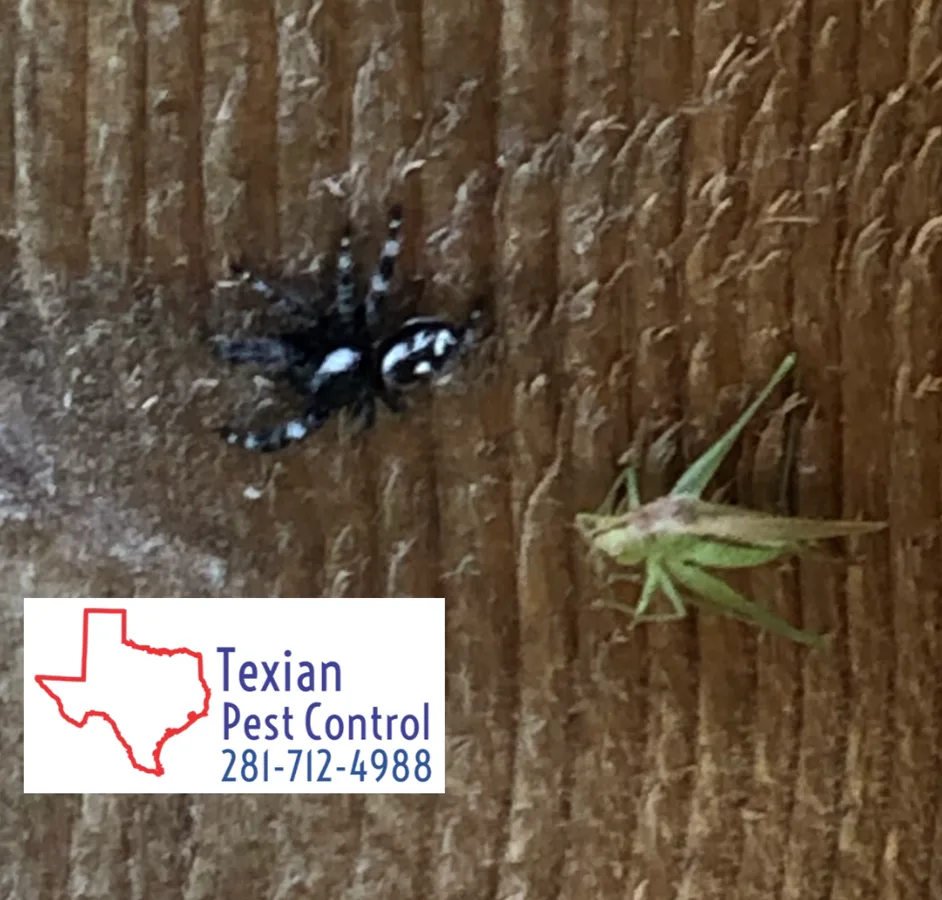 Texian Pest Control in Richmond, TX — business photo 5