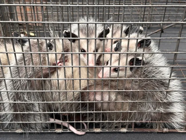 All Creatures Pest Control in Houston, TX — business photo 3