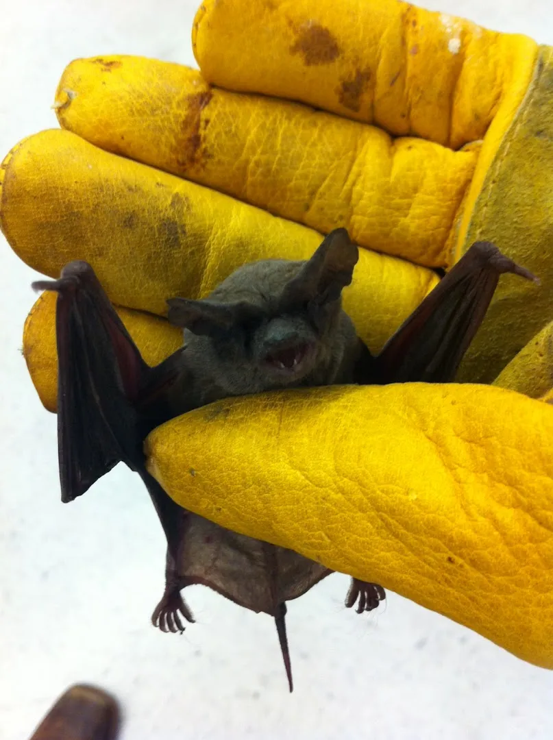 All Creatures Pest Control in Houston, TX — business photo 6