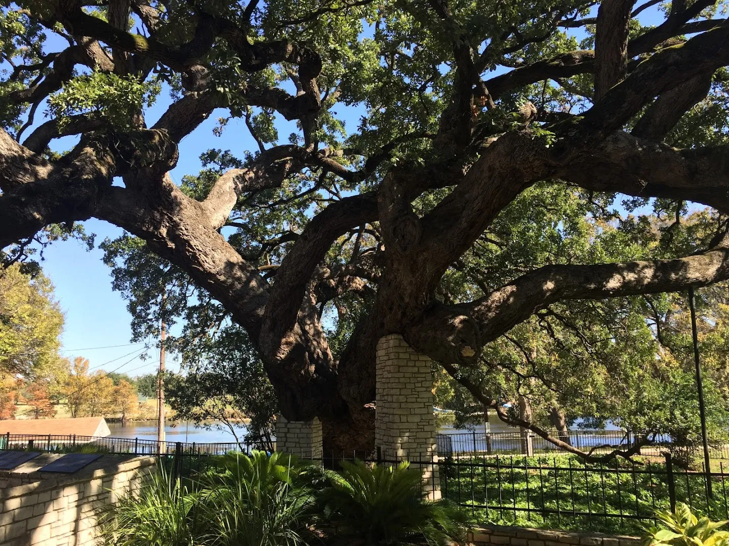Acorn Pest Control, LLC — pest control in New Braunfels, COMAL County, TX