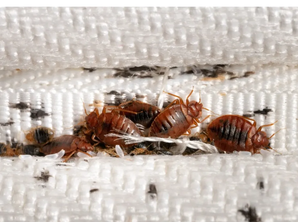 Double A's Pest Control — pest control in San Antonio, BEXAR County, TX
