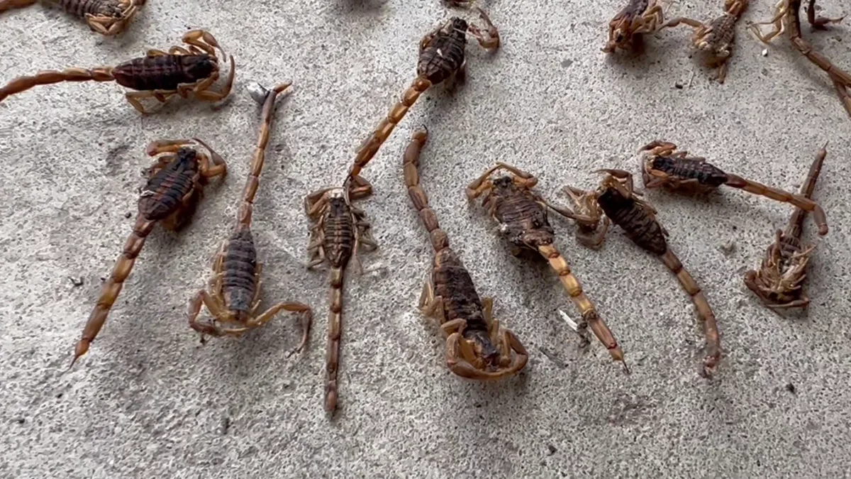 HighGround Pest Defense in Anna, TX — business photo 5