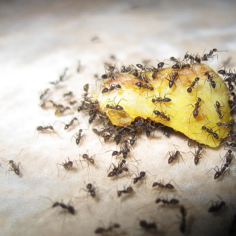 No Bugs in Spring, TX — business photo 2
