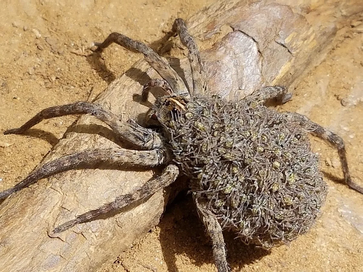 No Bugs in Spring, TX — business photo 3