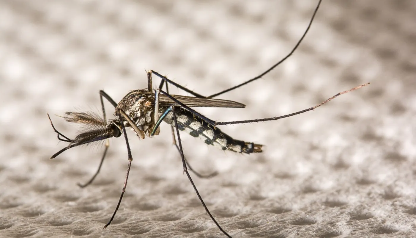 Mosquito Squad of Fort Worth in Fort Worth, TX — business photo 4