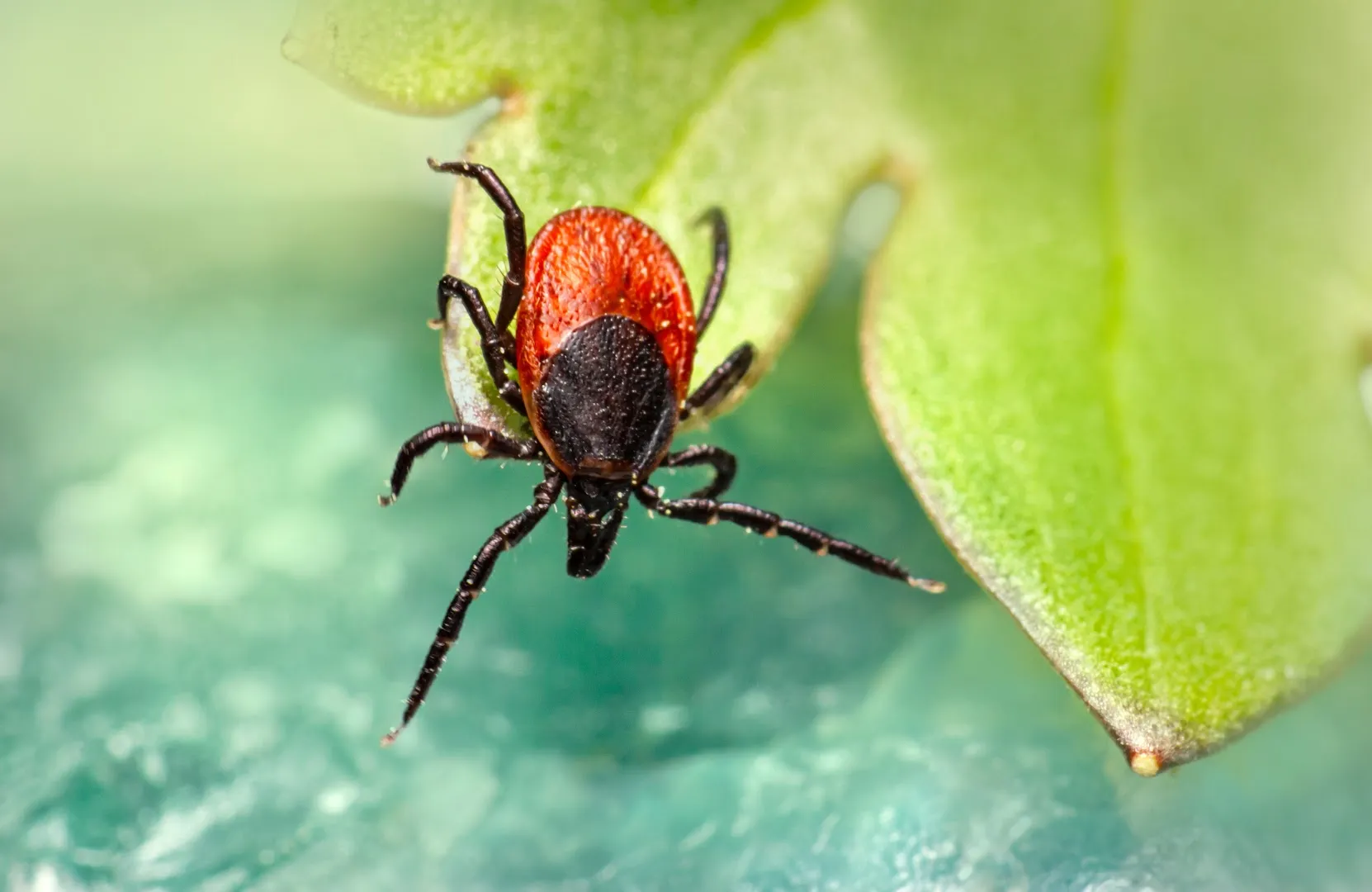 Mosquito Squad of Fort Worth in Fort Worth, TX — business photo 5