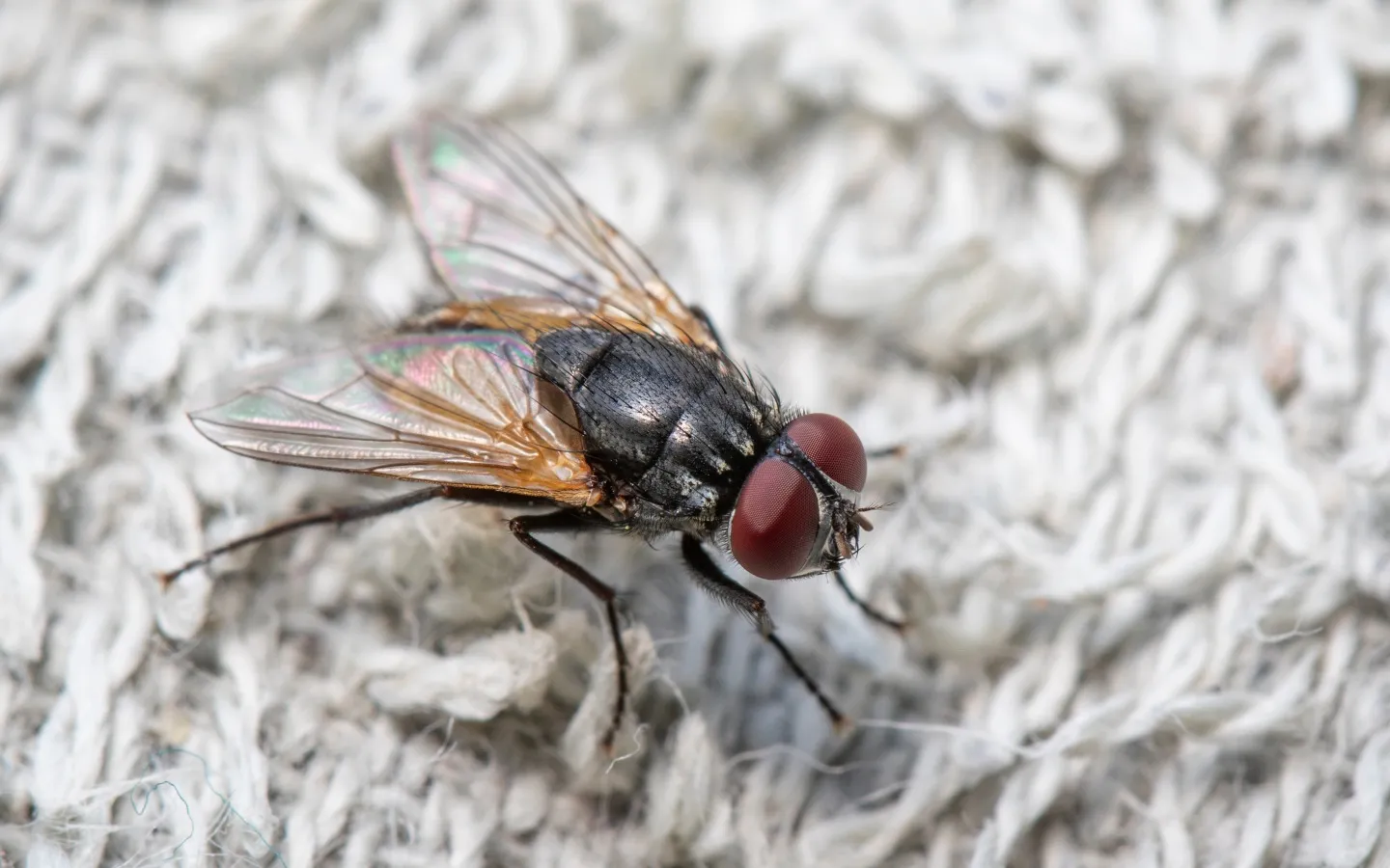 Mosquito Squad of Fort Worth in Fort Worth, TX — business photo 6