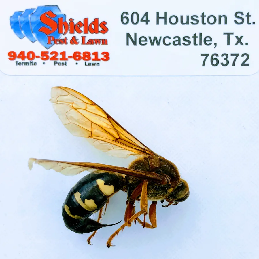 Shields Pest and Lawn LLC- Termite, Pest, Weed in Graham, TX — business photo 2