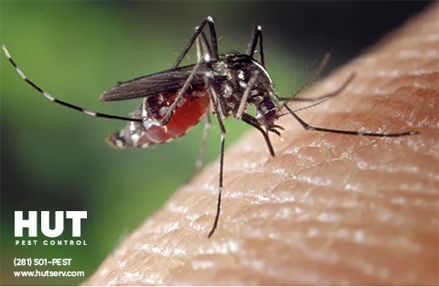 HUT Pest Control — pest control in Cypress, HARRIS County, TX
