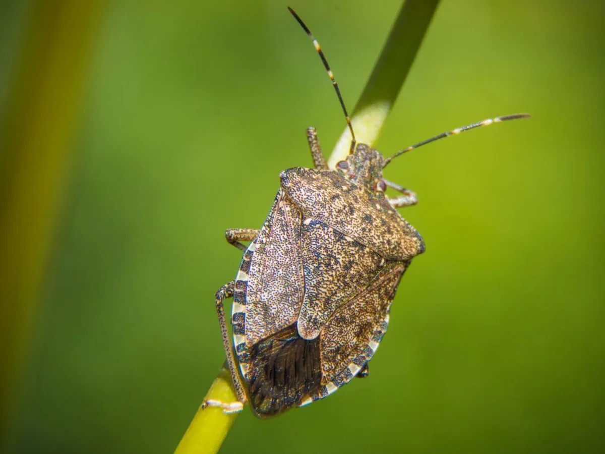 HUT Pest Control in Cypress, TX — business photo 4