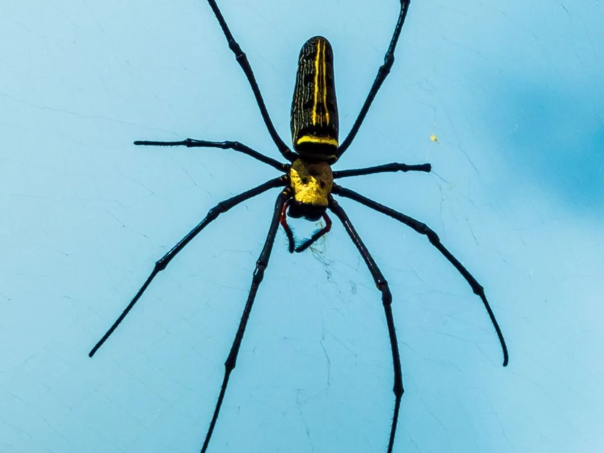 HUT Pest Control in Cypress, TX — business photo 6