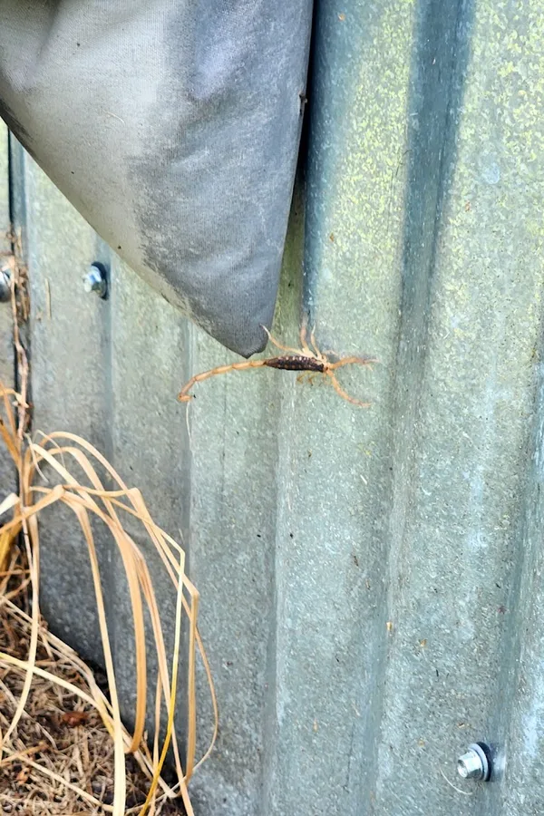 4D pest control, LLC in Somerville, TX — business photo 3