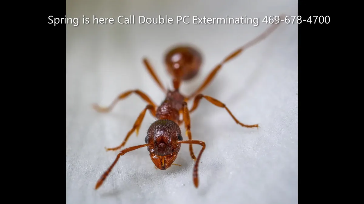 Double PC Exterminating in Celina, TX — business photo 4