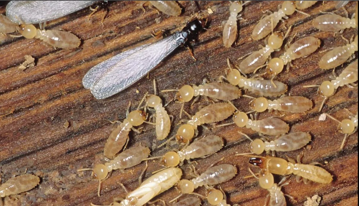TRU-Science Termite & Pest Control — pest control in Spring, MONTGOMERY County, TX