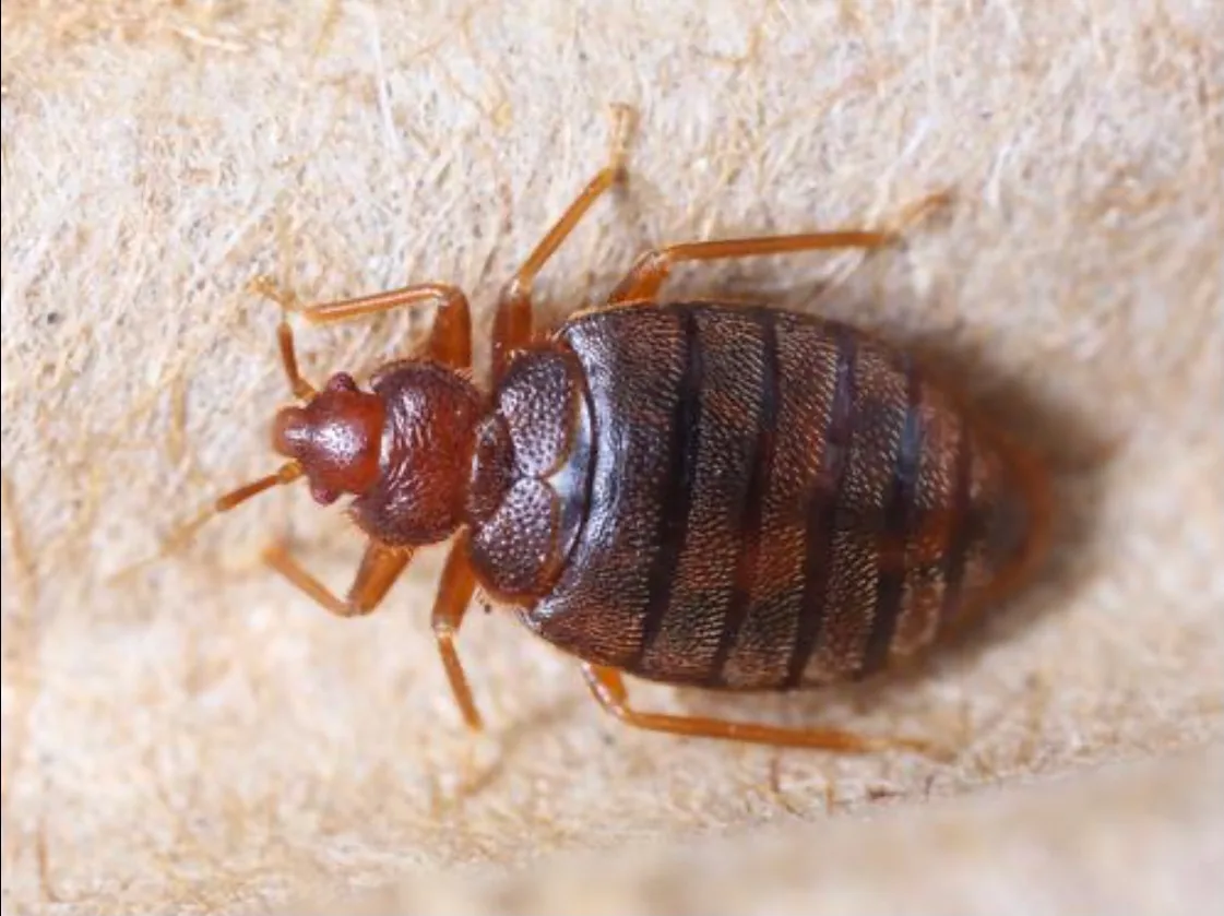 TRU-Science Termite & Pest Control in Spring, TX — business photo 2