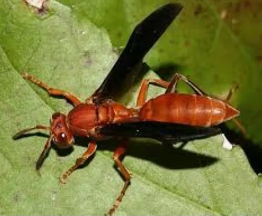 TRU-Science Termite & Pest Control in Spring, TX — business photo 6