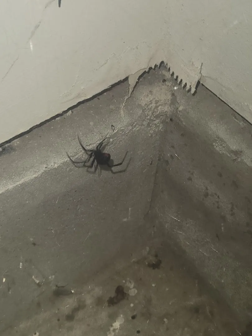Houston Responsible Pest — pest control in Richmond, FORT BEND County, TX