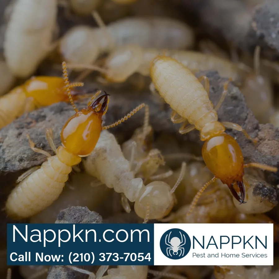 Nappkn Pest and Home Services in San Antonio, TX — business photo 3