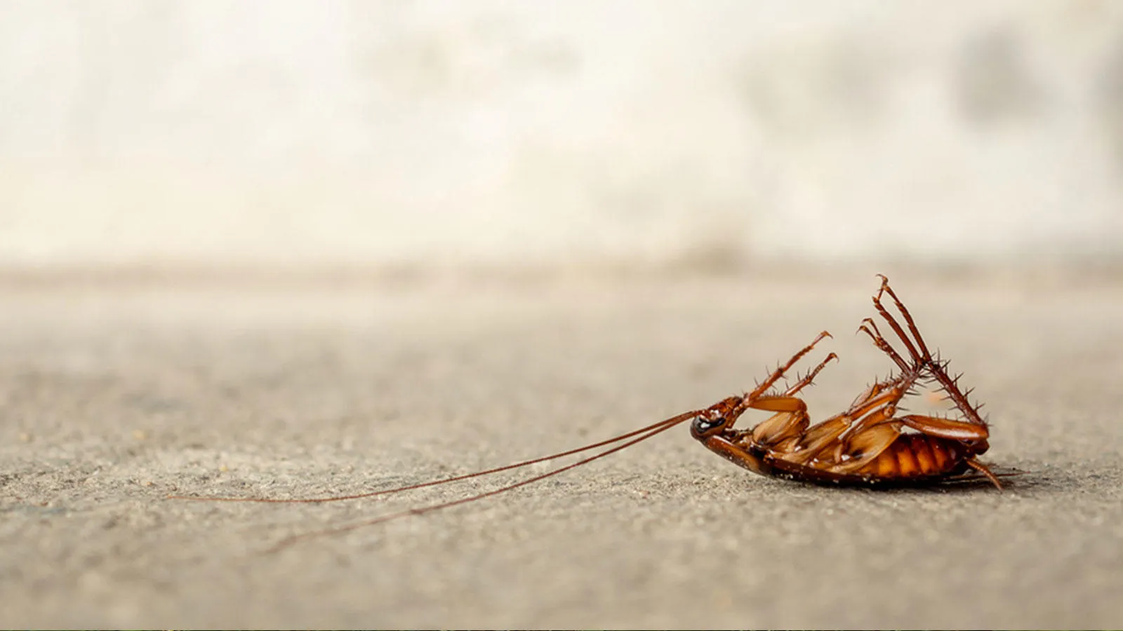 Ace Pest Control — pest control in Amarillo, POTTER County, TX