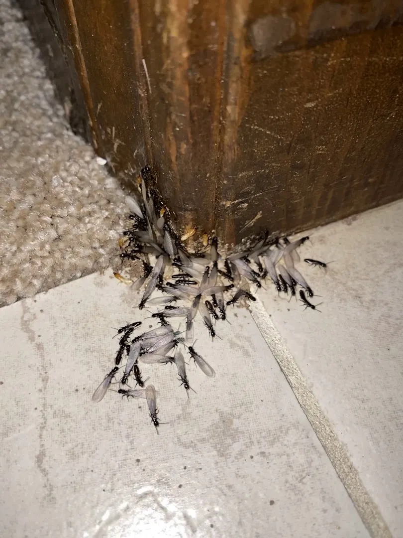 Ace Pest Control in Amarillo, TX — business photo 3