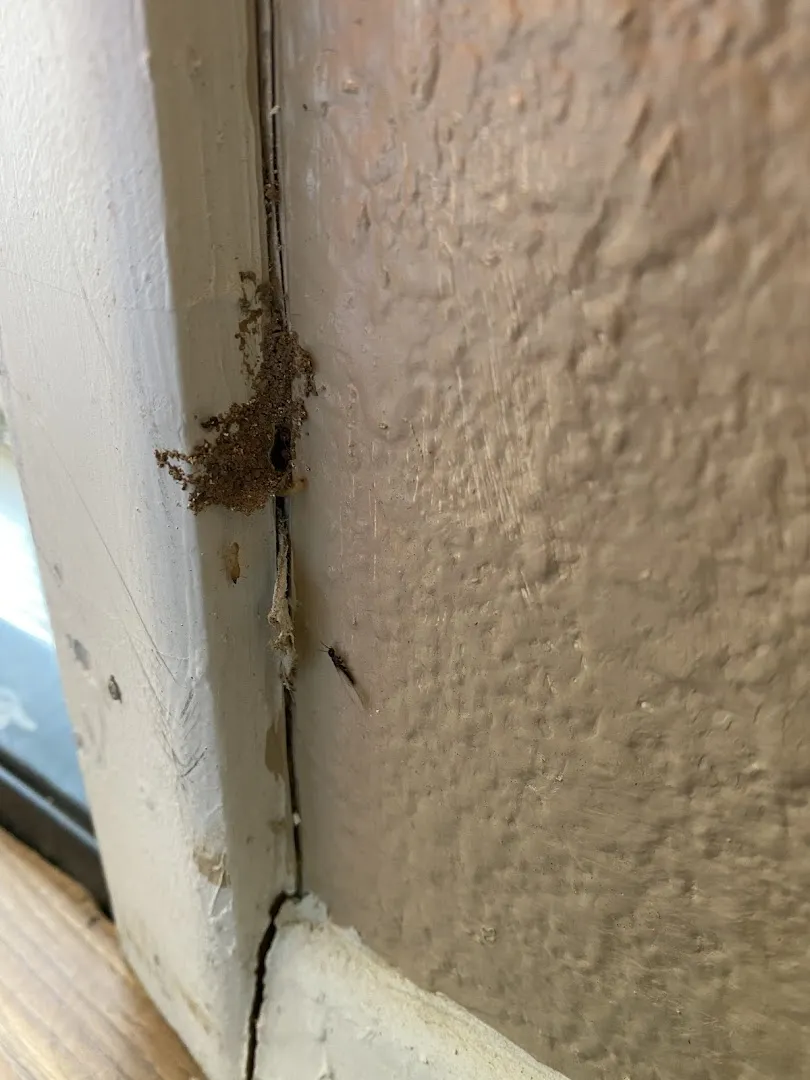 Ace Pest Control in Amarillo, TX — business photo 5