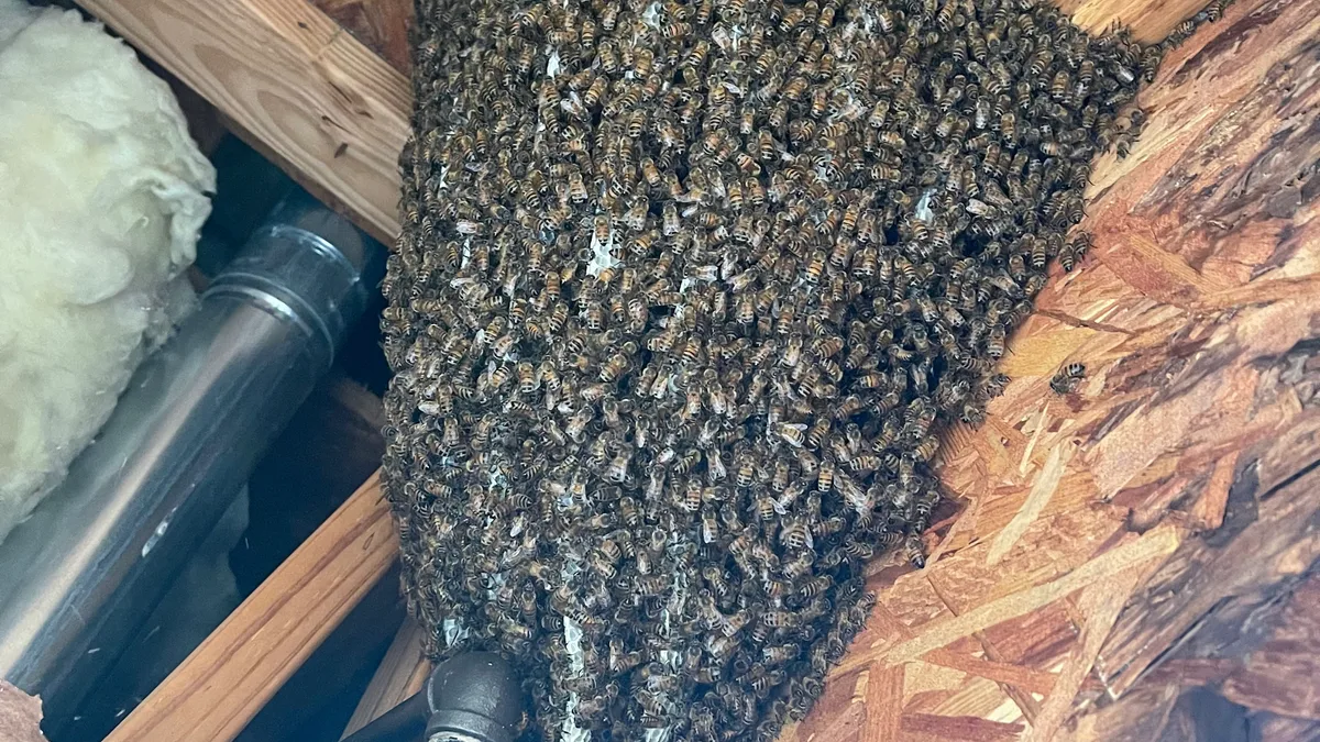 Honey Bee Rescue — pest control in Dallas, DALLAS County, TX