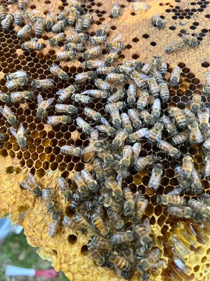 Honey Bee Rescue in Dallas, TX — business photo 3