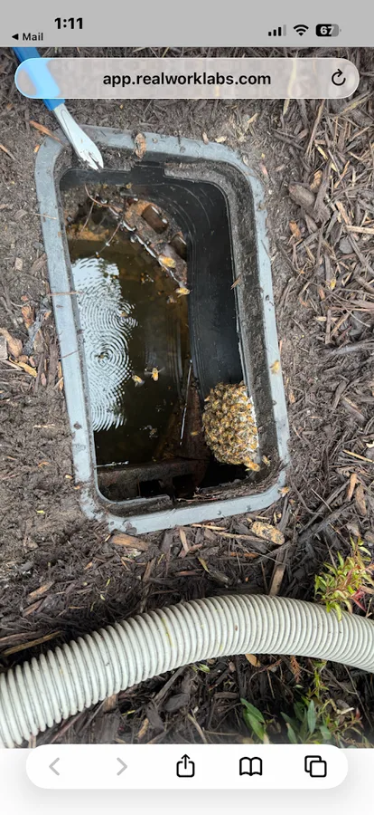 Honey Bee Rescue in Dallas, TX — business photo 4