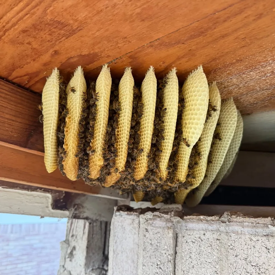 Honey Bee Rescue in Dallas, TX — business photo 6