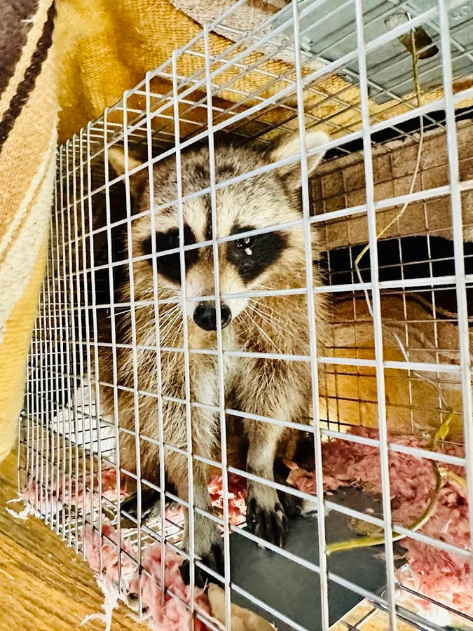 Massey Services Pest Control in Frisco, TX — business photo 3
