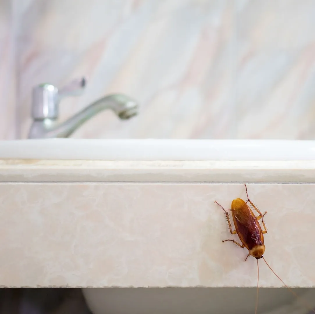 Mosquito and Pest Authority in Conroe, TX — business photo 5