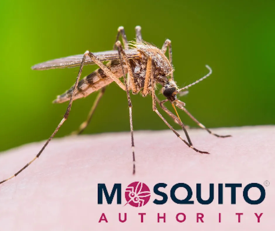 Mosquito Authority of Greater San Antonio in San Antonio, TX — business photo 5