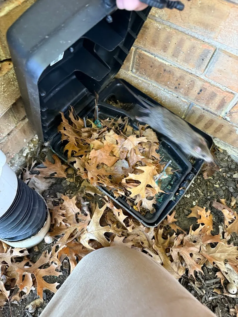 Haven Pest Solutions in Dallas, TX — business photo 4
