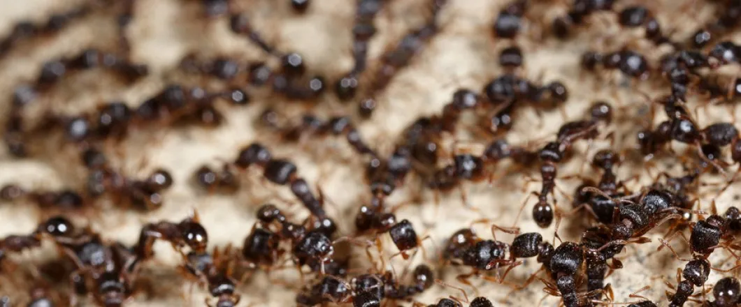 Landmark Pest Control in Lufkin, TX — business photo 5