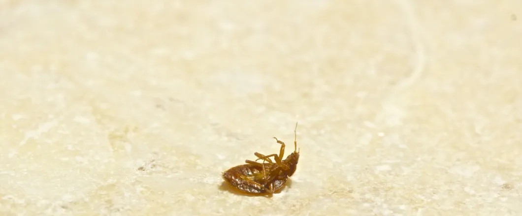 Landmark Pest Control in Lufkin, TX — business photo 6