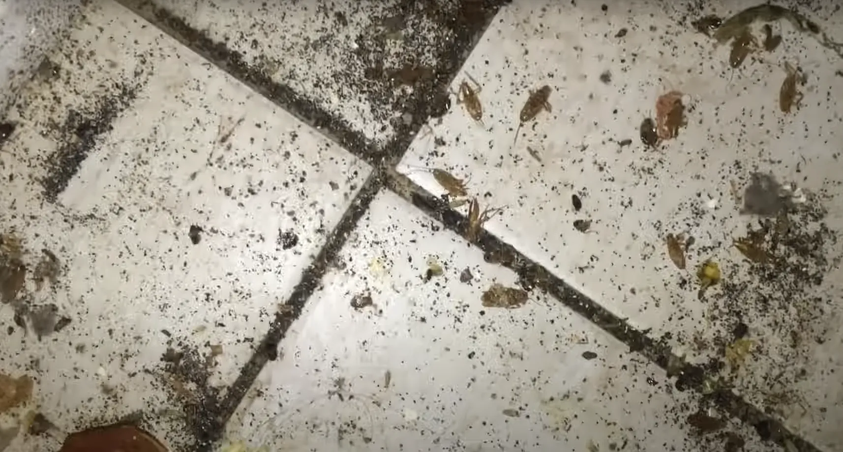 El Paso Pest Control Pros in El Paso, TX — business photo 4