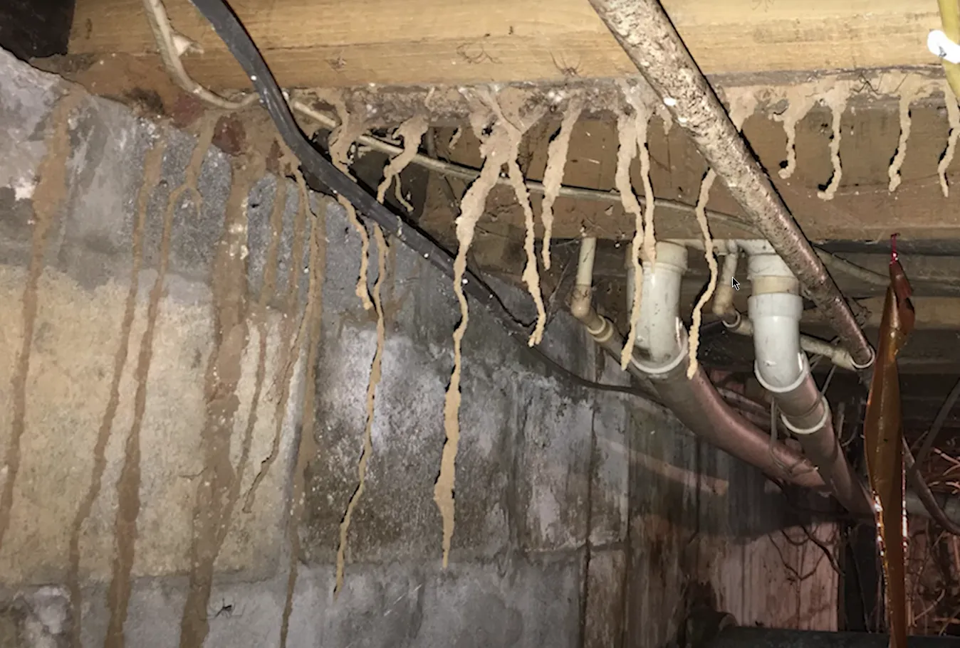 El Paso Pest Control Pros in El Paso, TX — business photo 5