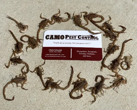 Camo Pest Control — pest control in New Braunfels, COMAL County, TX