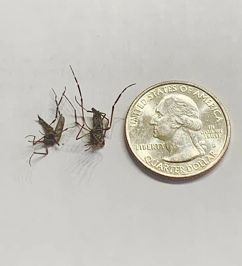 Camo Pest Control in New Braunfels, TX — business photo 4