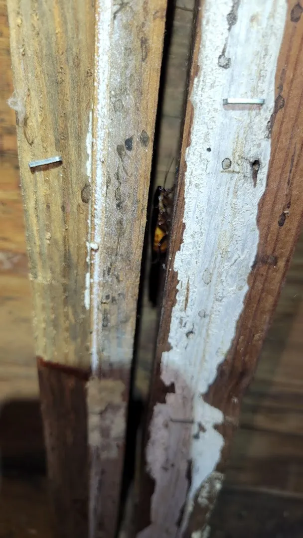 Supreme Pest Control in McKinney, TX — business photo 2