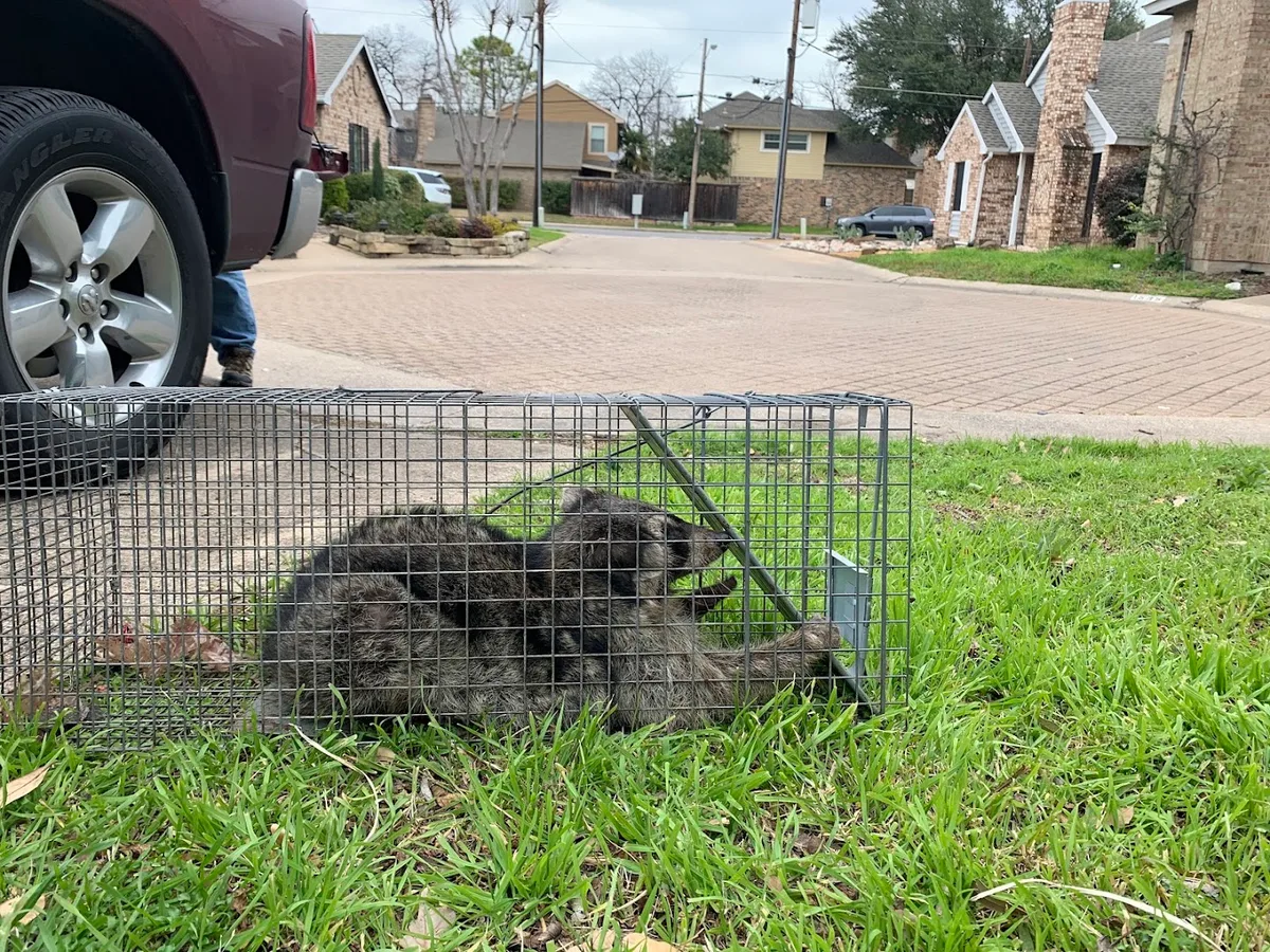 Red Rover Rodent Removal in Carrollton, TX — business photo 3
