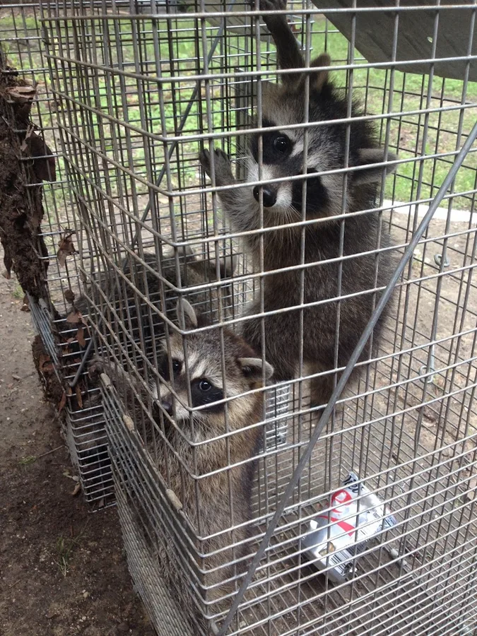 Red Rover Rodent Removal in Carrollton, TX — business photo 5