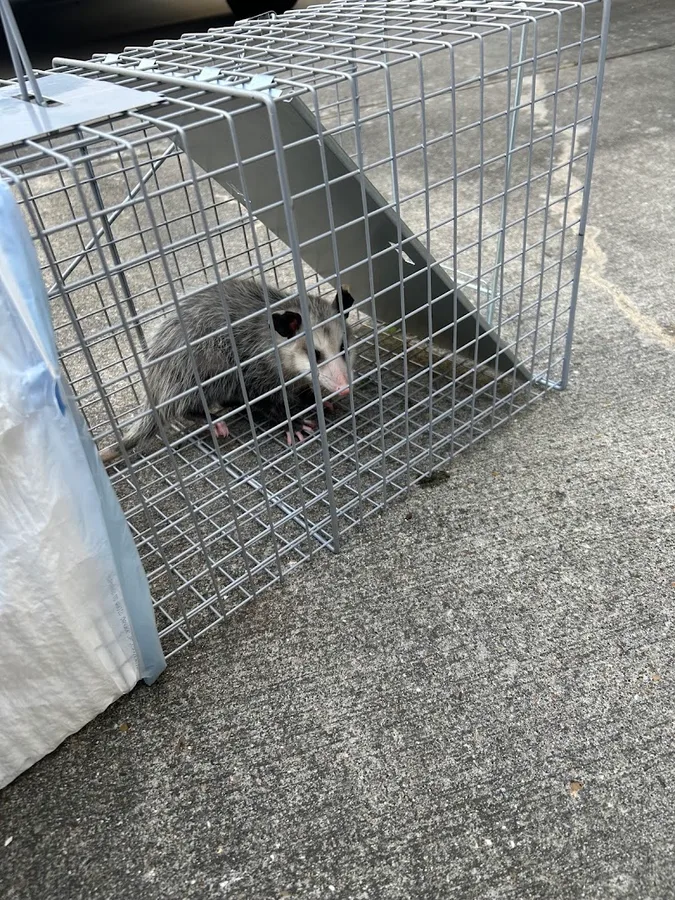 Safe Space Pest Services — pest control in Houston, HARRIS County, TX