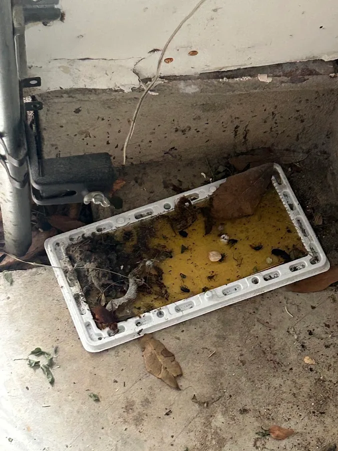 Safe Space Pest Services in Houston, TX — business photo 2