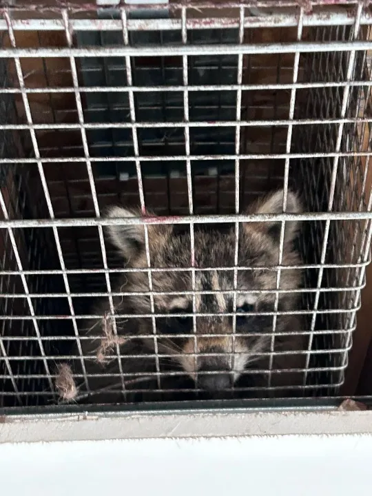 On the Spot Pest Control — pest control in Houston, HARRIS County, TX