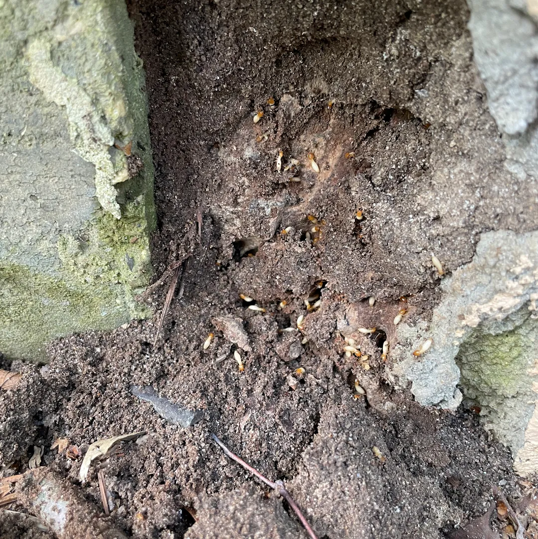 Safeway Exterminating — pest control in Orange, ORANGE County, TX