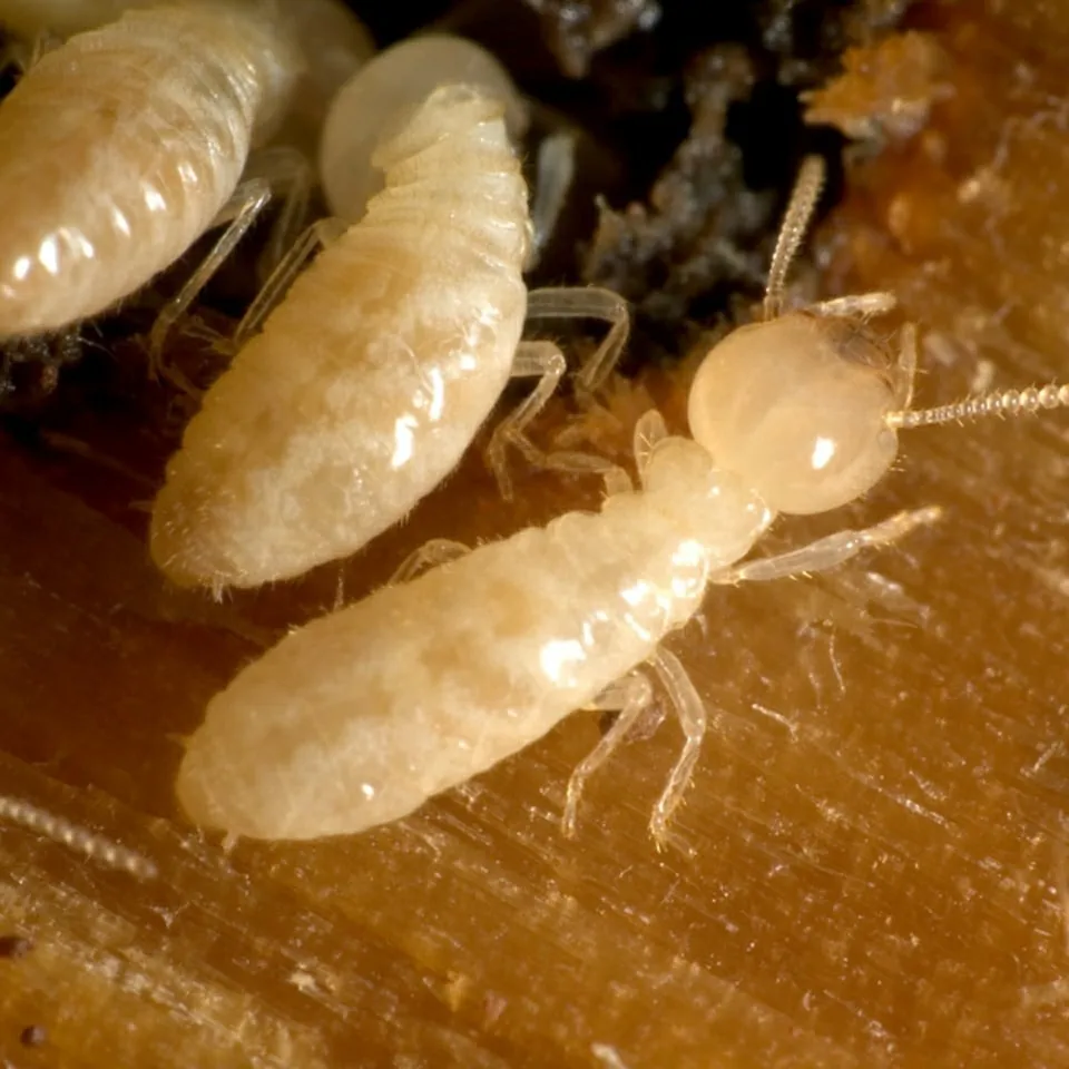 Advent Pest Solutions in San Antonio, TX — business photo 3