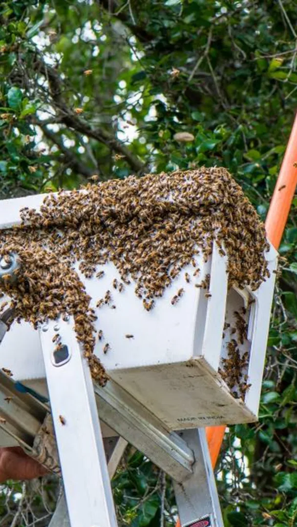 Advent Pest Solutions in San Antonio, TX — business photo 6