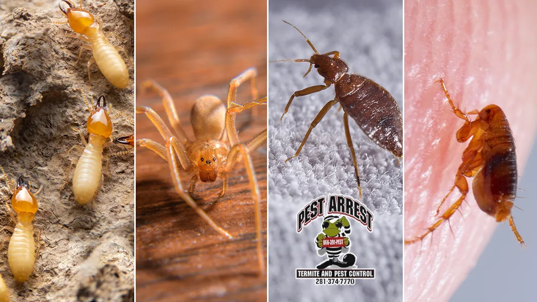 Pest Arrest LLC. — pest control in Richmond, FORT BEND County, TX