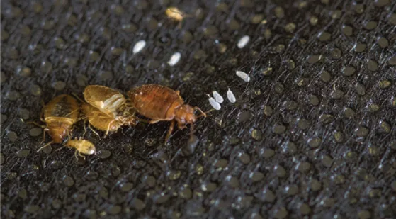 Pretty pest control — pest control in Sunset, WISE County, TX